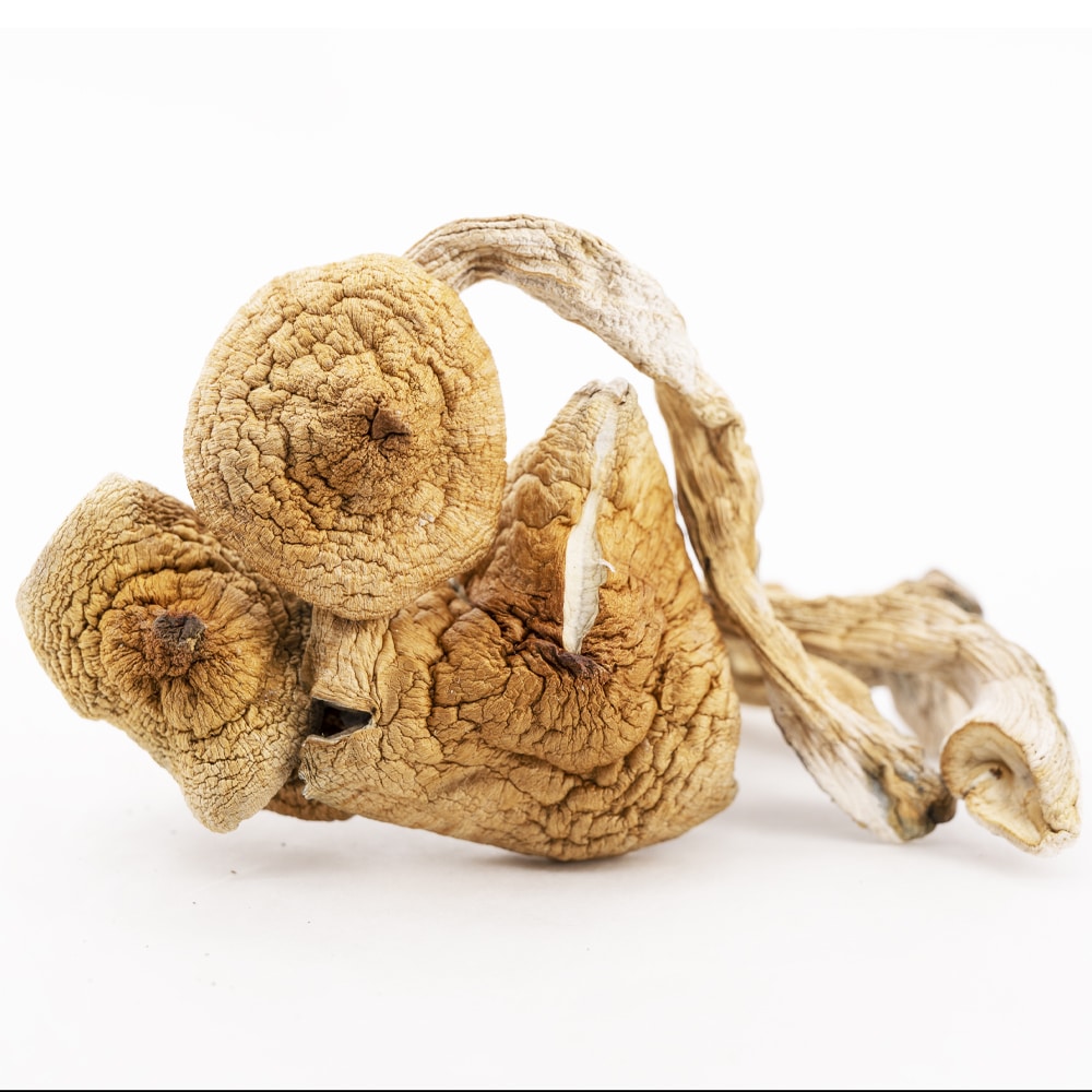 Shrooms - Golden Teachers