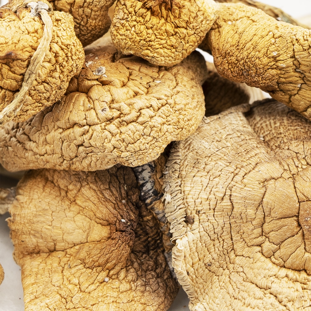 Wholesale Shrooms - Golden Teachers